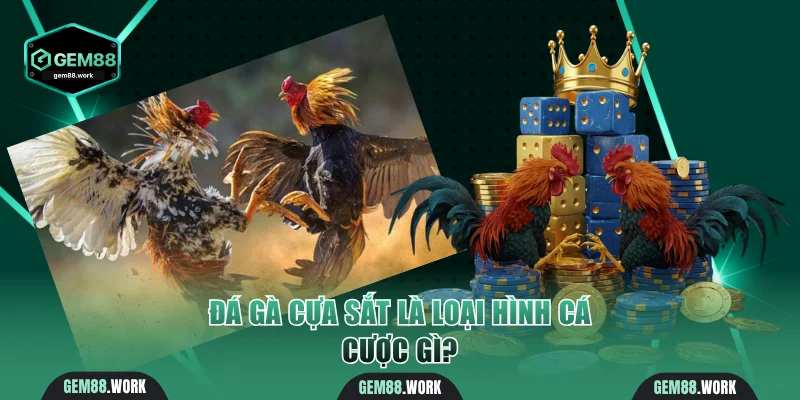 Đá gà cựa sắt là loại hình cá cược gì?